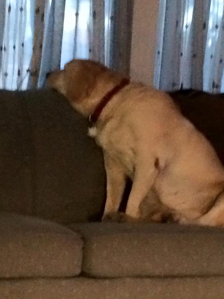 Poor Ginger, she really wants to play outside but she grows wings and manages to clear an 8 ft fence. She has done this several times. Fortunately we've always gotten her back thanks to kind strangers who have returned her