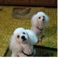 Boys went to Poodle Parlor today.