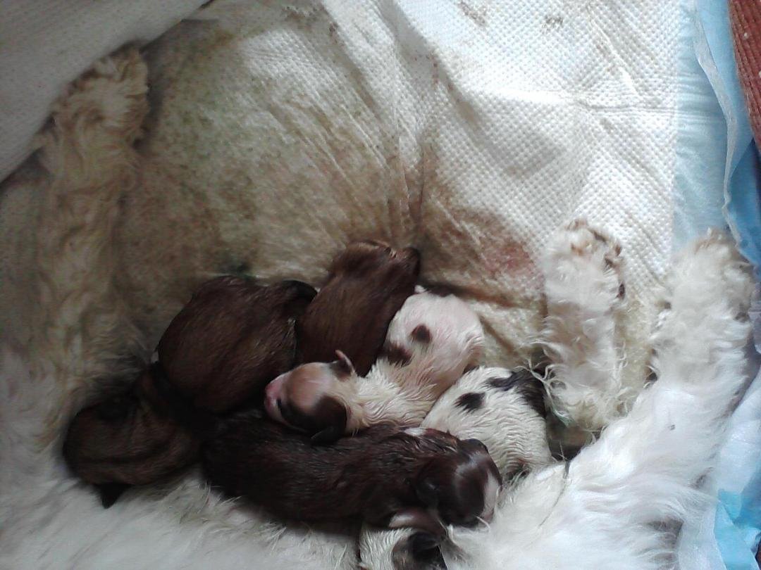 My Lilly has had 7 new puppies 4 girls and 3 boys