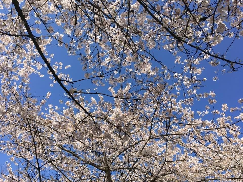 Cherry trees in full blossom, mild temperatures and blue skies; welcome spring!
