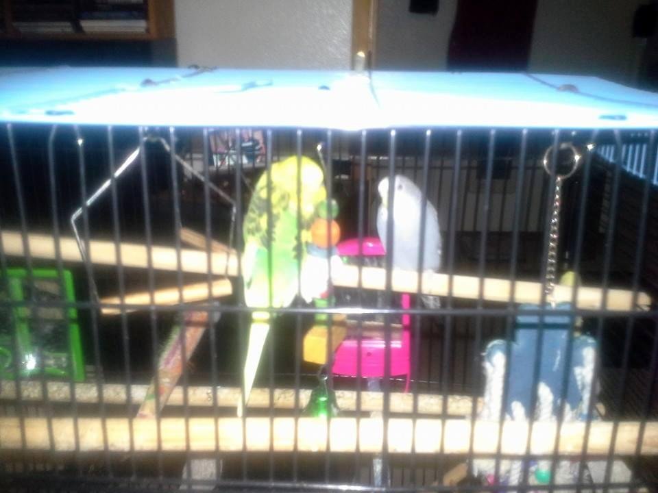 Here they are Gregory Lawrence....hard to photo because of the cage.....