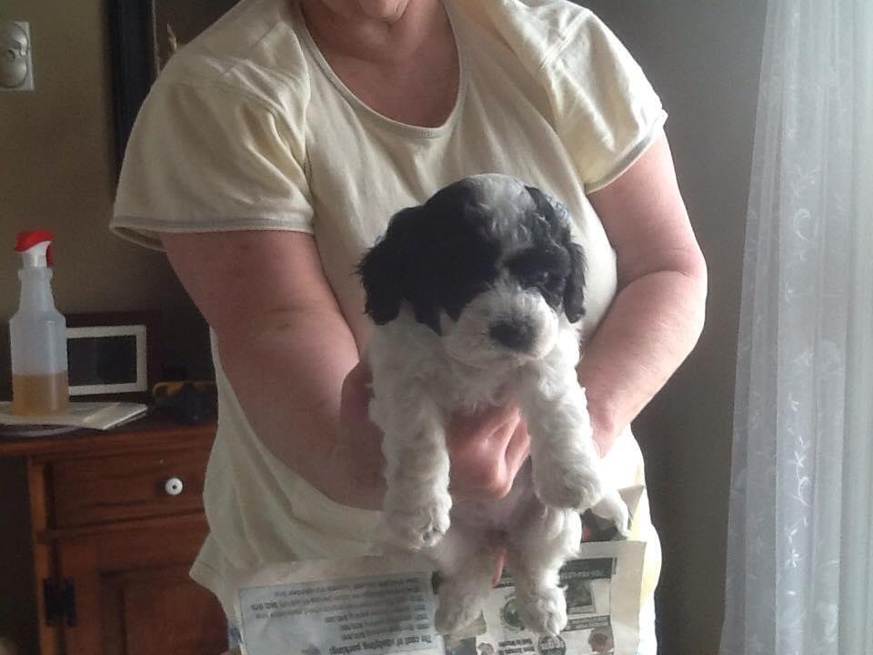 Last of Maggie Mae's puppies if anyone is looking for one or knows anyone she is available for $325.