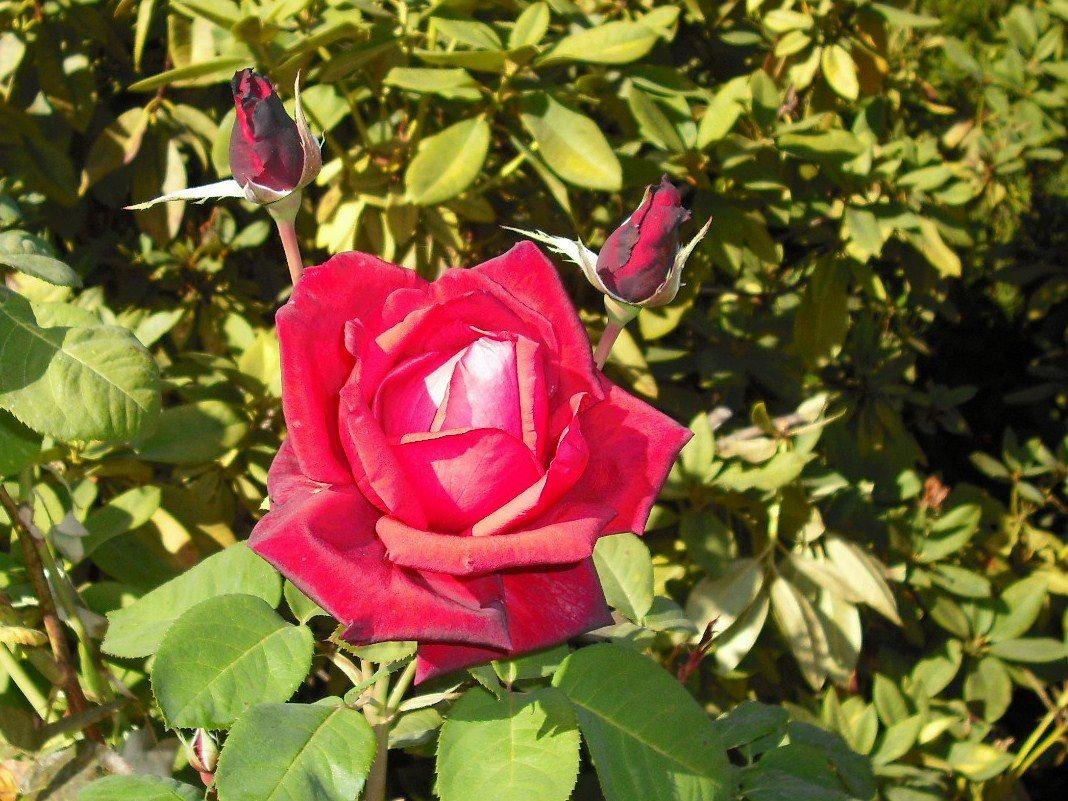 The last roses of summer 2012, after the fog burned off it is still a beautiful day.