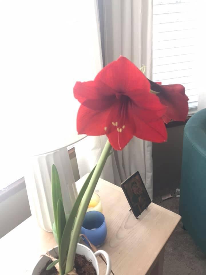Sofia Kenny's album, Mobile Uploads