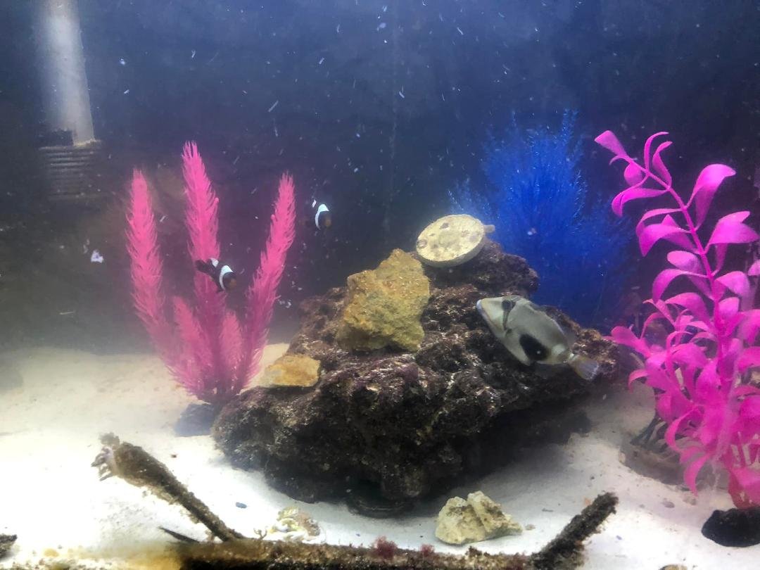 Saddle back clown fish an a Picasso trigger fish 🐠 🐟