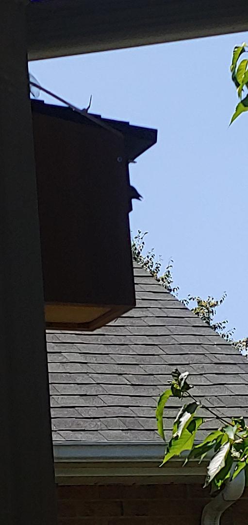 The photo is very dark, but if you look closely you can see the bird's head poking out of my birdhouse 🥰🐦⬛🐦.
They look like sparrows but I'm not sure one thing I know one of them Chirps constantly