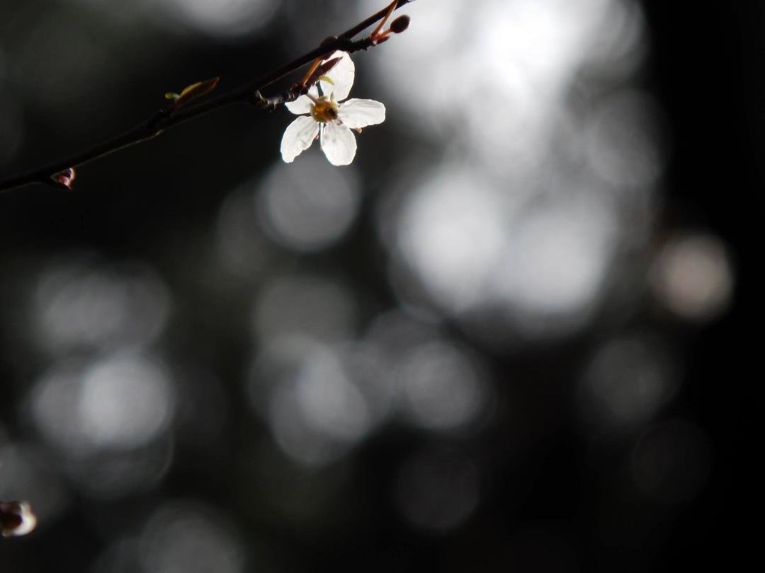 Spring droplets