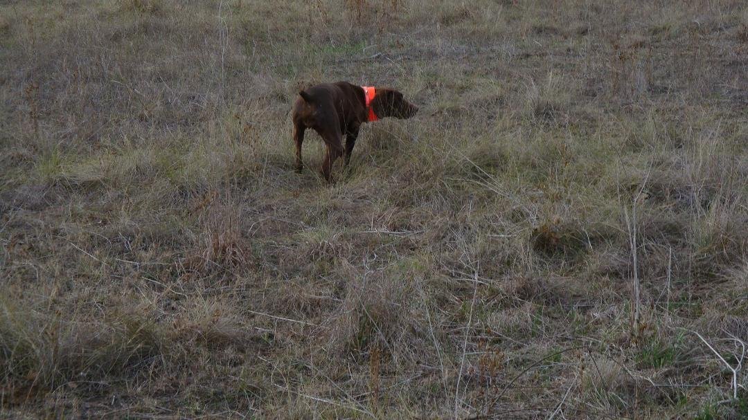Dog at point-can't show you the look after we missed the bird.....
1/29/2011 6:11 PM 121