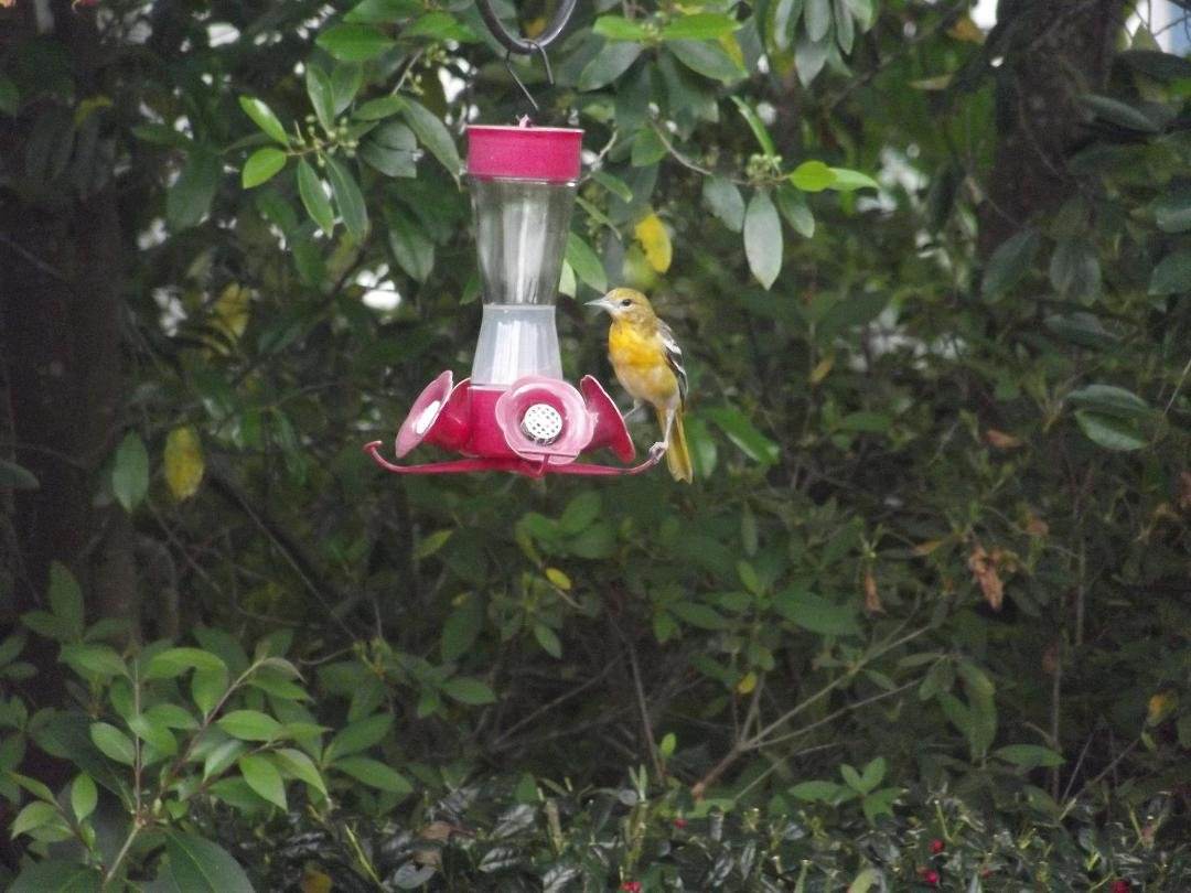Female Baltimore Oriole continues to visit the hummingbird feeder for nectar.