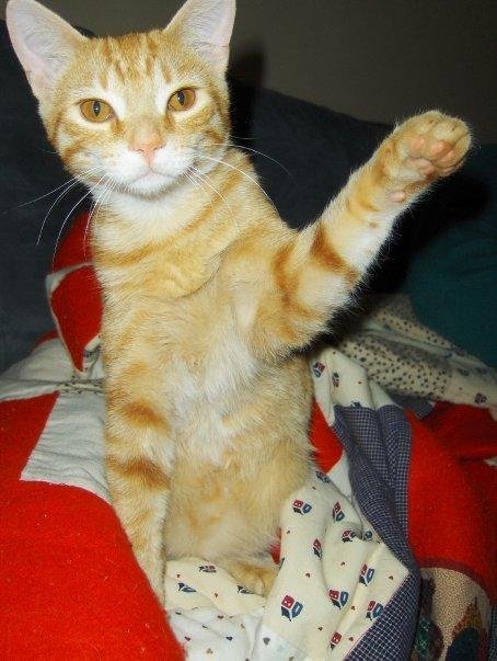 Our other addition is Gomez. He was begging for food at a Burger King in Columbus, Ohio, during a bad winter freeze in Nov '08. He jumped into my car, and squeezed into the floorboard where it was warm. He was only about 4