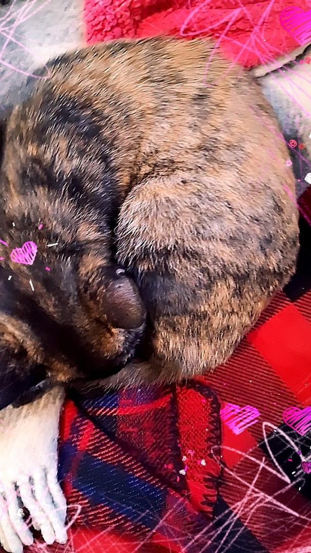 My precious kitty Sunshine