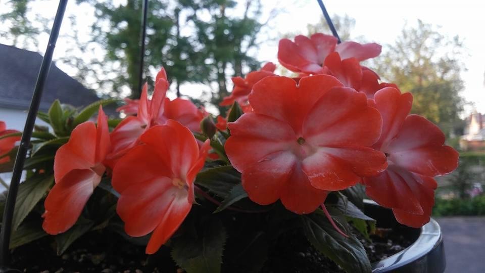Colleen Cheney's album, Mobile Uploads