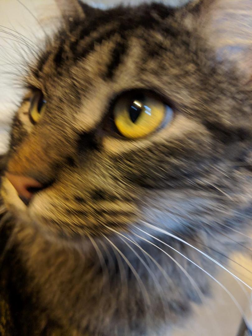 This is Puss.