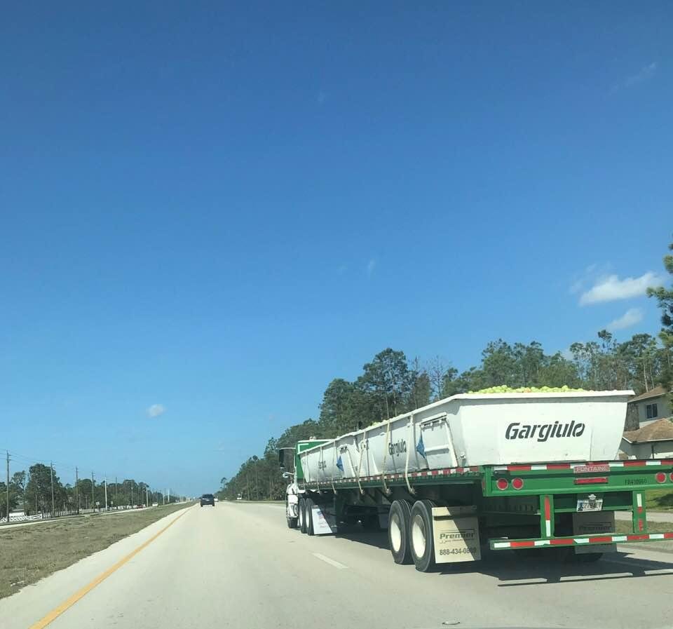 This is how green tomatoes are transported locally. First step on way to your local grocery store.