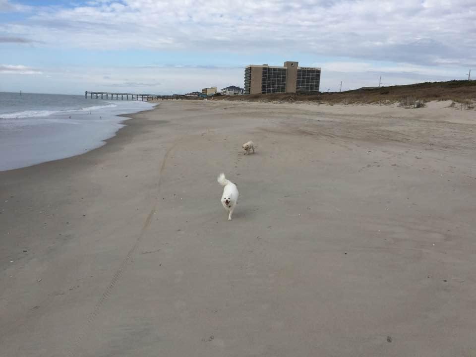 Wonderful morning on the beach with my two fur buddies