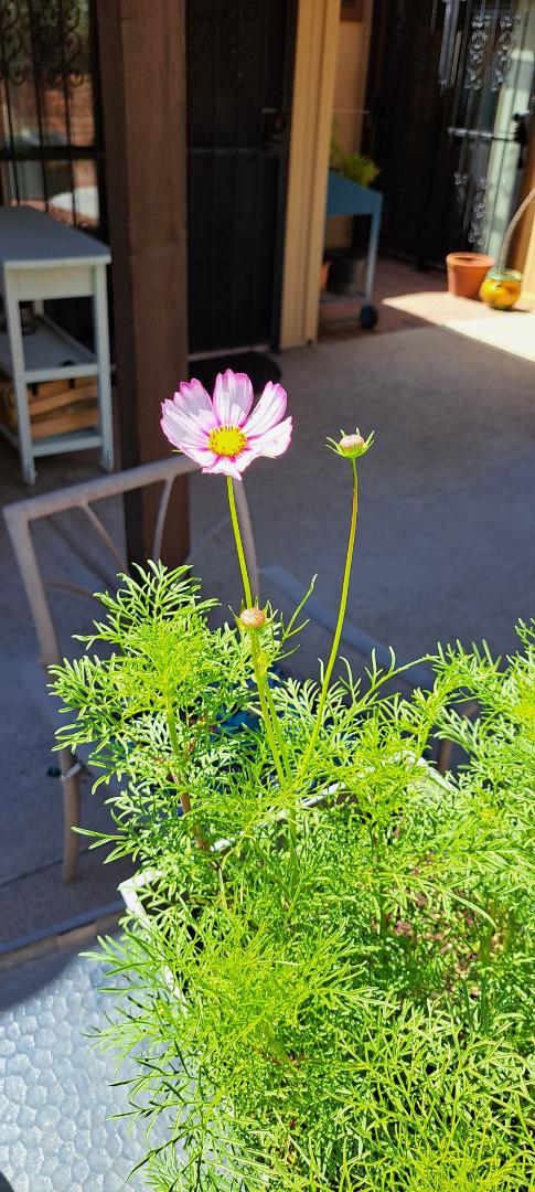First blossom of Pink Cosmos grown from seeds. More to come! Need to do some transplanting.