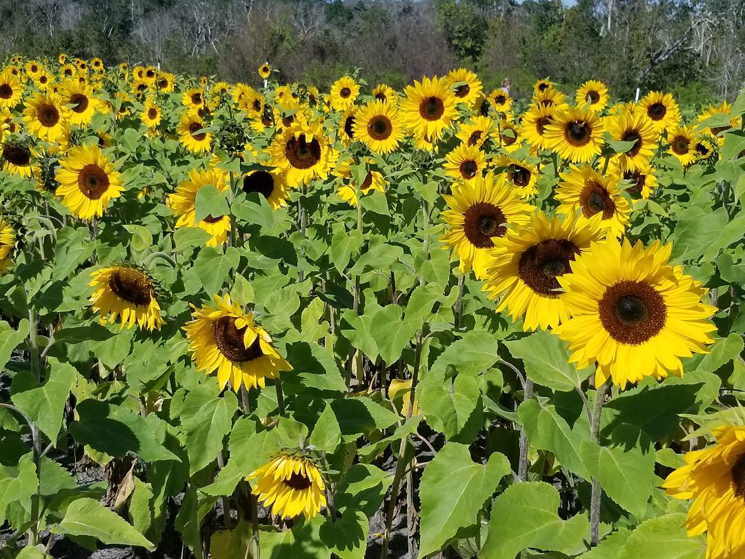 Sunshine at the strawberry festival