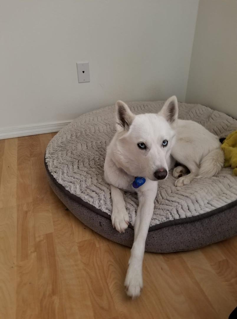 Katmai got out last night and ran away. Last seen running down Sahalee Dr. off  Abbot. She is chipped and tagged but very timid. pleas call 227-4479 if found.
