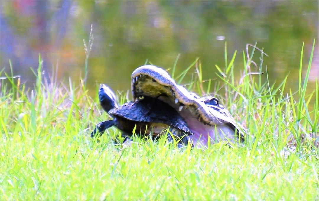 William Hamilton's album, Gator vs Turtle