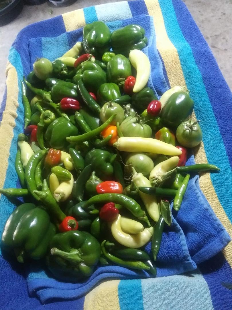 Our final harvest before the freeze.