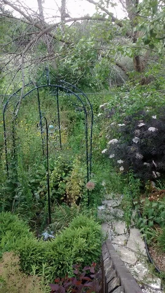 This is the sad state of my back garden
 So overgrown you can no longer see the pathways. I have attempted to injure or downsize then but now I think I will go in for the kill. Sad when you have to resort to violence but al
