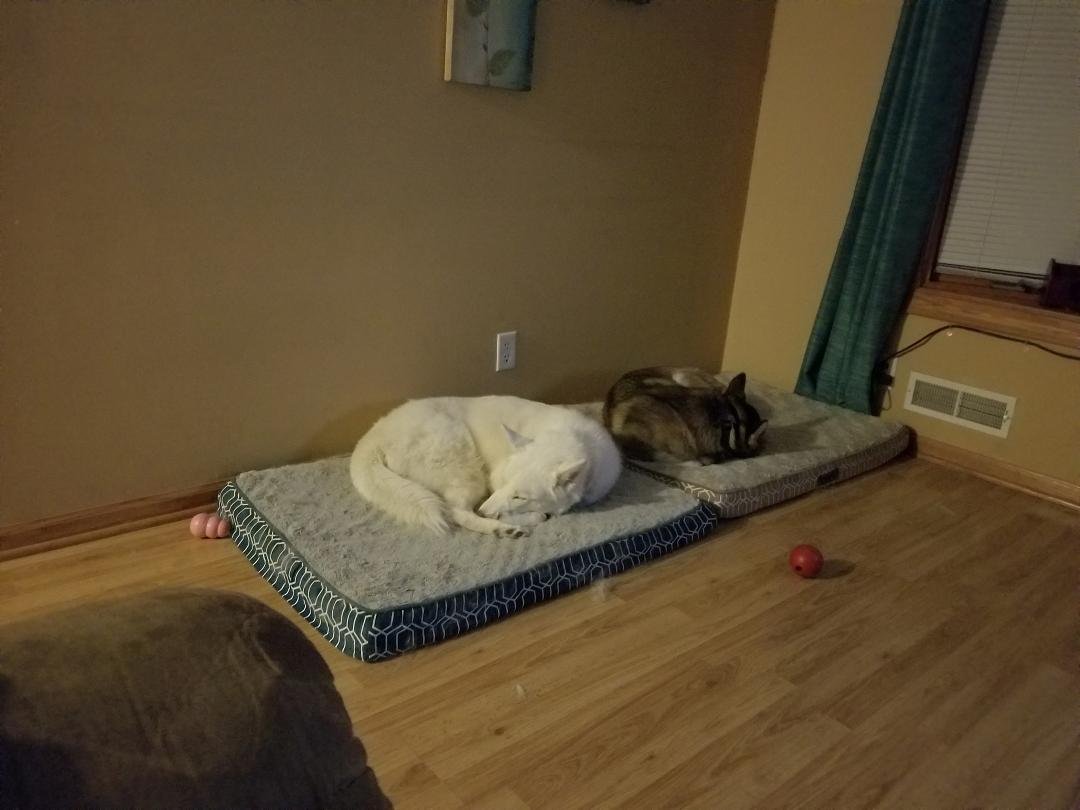 Quiet evening watching Netflix and eating popcorn. Our girls are pooped!