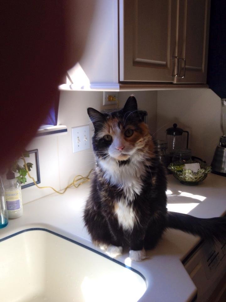 Favorite cat.
Ohno We have cared for her for 14 years