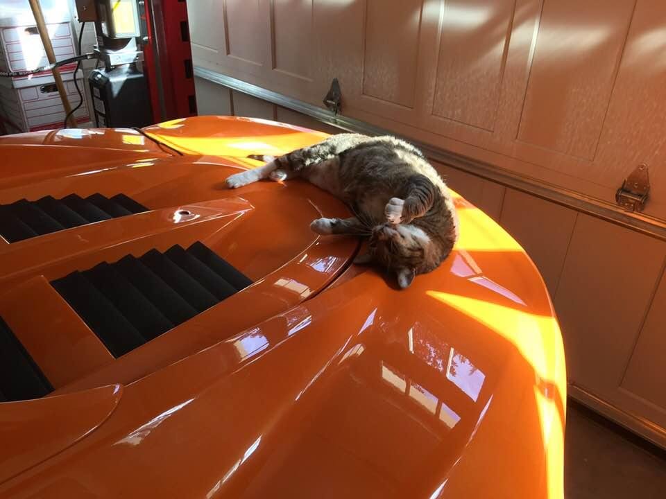Boots loves a warm motor!