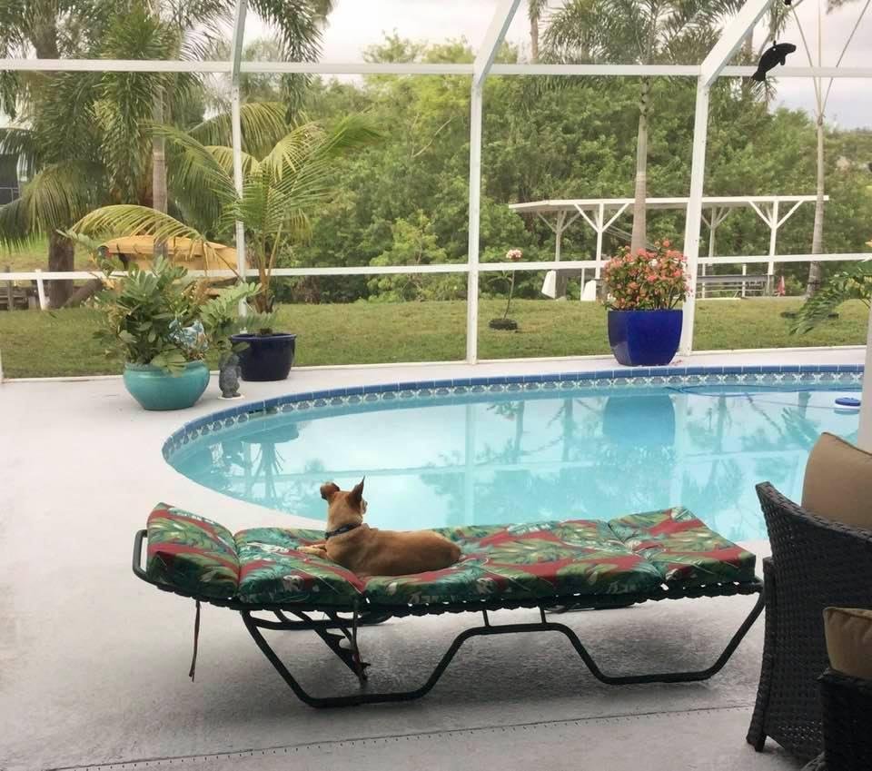 A dogs life