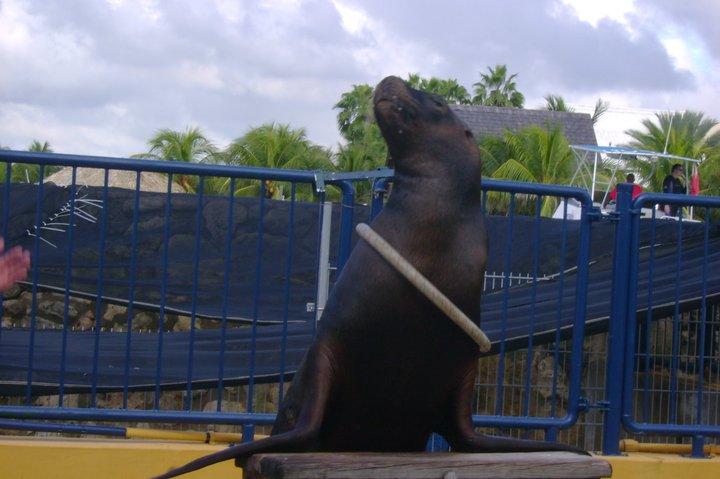 " Snapper" the sea lion. I got picked to throw the ring for her to catch.