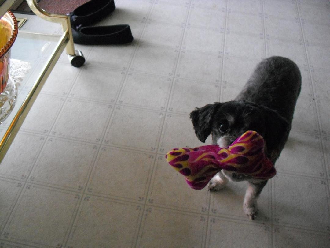 Susie Q just got a hair cut.