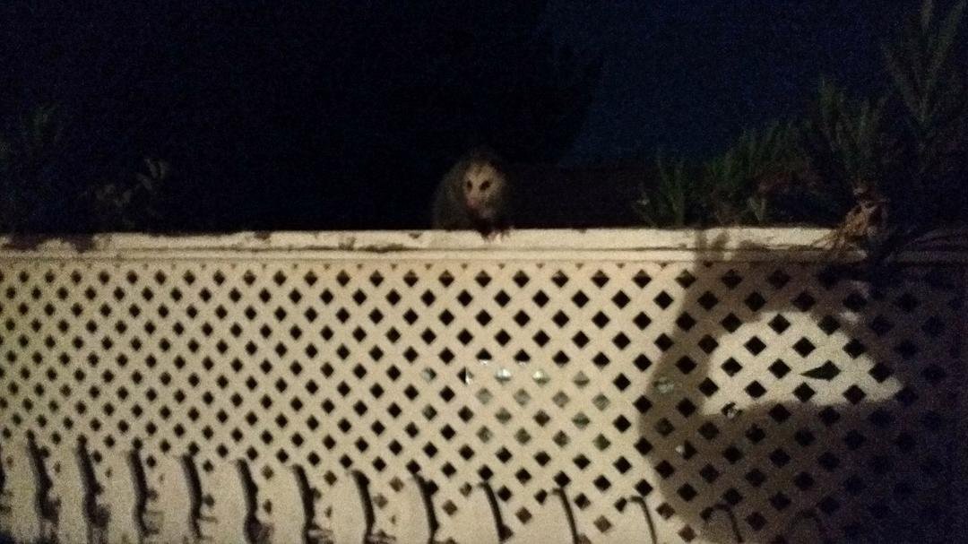 This little guy is watching the dodger game through our screen door. He is very young and as friendly as can be.
