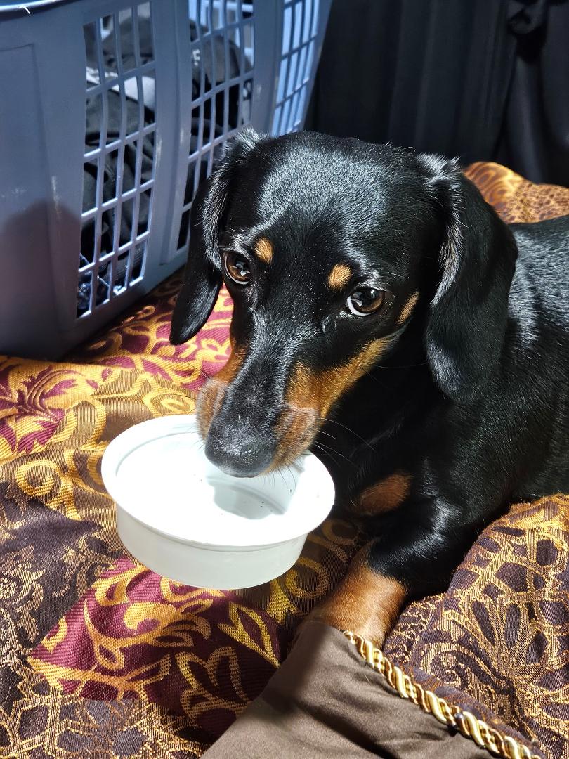 Molly knows it's time for dinner.