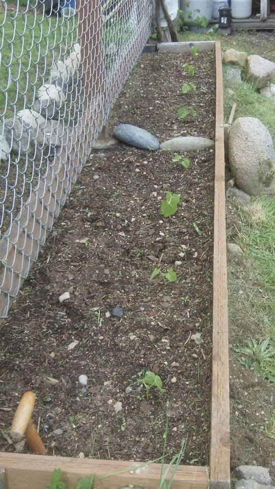 bush beans in the gound