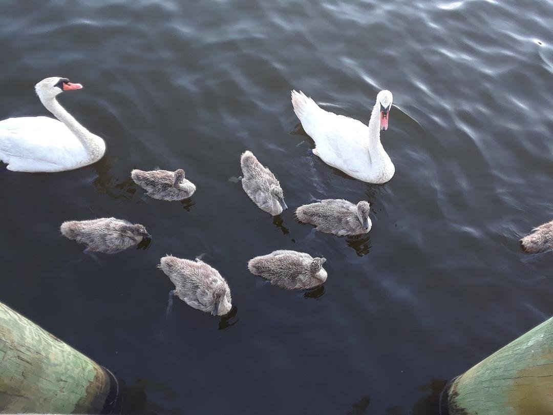 Family of swans that came by to say hi!