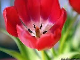 My intention is to fill up Facebook with flowers to break the saturation of negative images and videos. If you like this post, I will choose a flower for you.