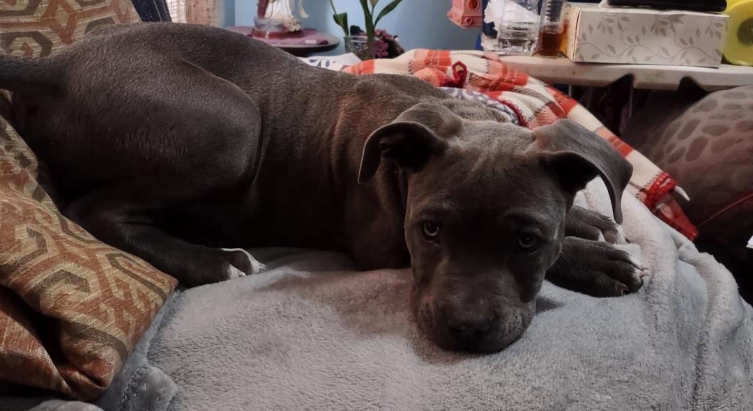 This is our new puppy!! His name is Papa Bear.
(3/3/'24 ):
He's great at being a "land shark", and he loves to give kisses to his hoomans. But he REALLY loves his big sister, Saphyre Star!! She loves him too. When he's not