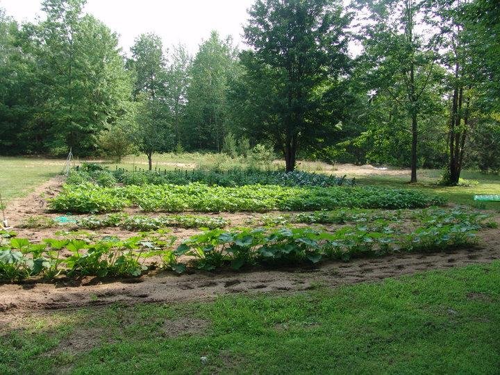 My little Garden- 100 feet x 50 feet and Mr. Rear Tine Roto and I have fun!!- Give a lot to neighbors-Grape Tomatoes instead of candy, by the gallons and the kids love them!! Cukes also. Oh well retired right!!
