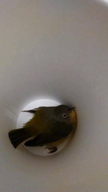 Ok, so, Greg rescued a protected bird today....... When I came into work today, I saw a goldfinch, that obviously ran into the glass window and knocked itself out. It was 39 degrees out. I put it in a drinking cup and broug