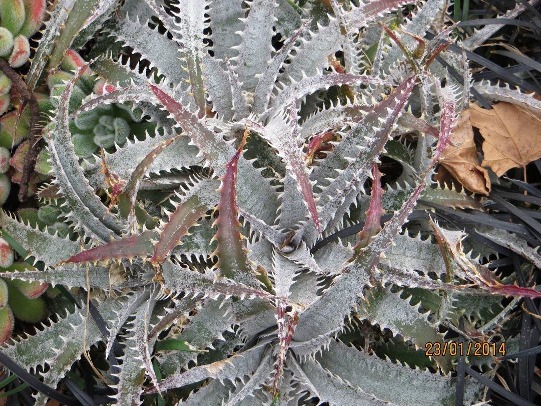 Succulents