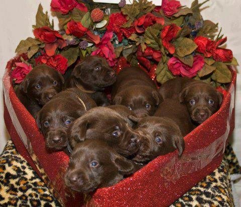Now thats a nice box of chocolates