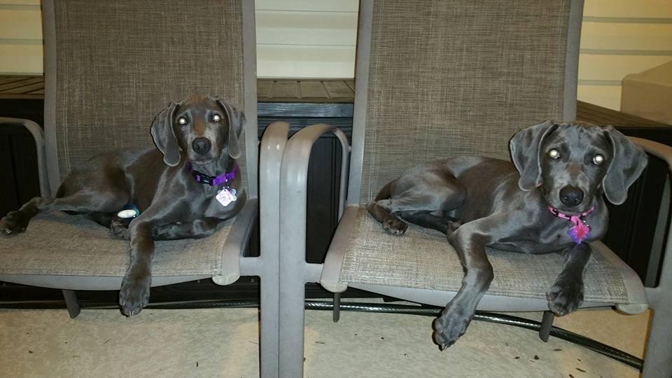 Thanks for all the birthday wishes. I shared my birthday with my birthday present - our twin 6 mo old Weimaraner puppies Riley and Raven while Sue was at a quilting retreat.