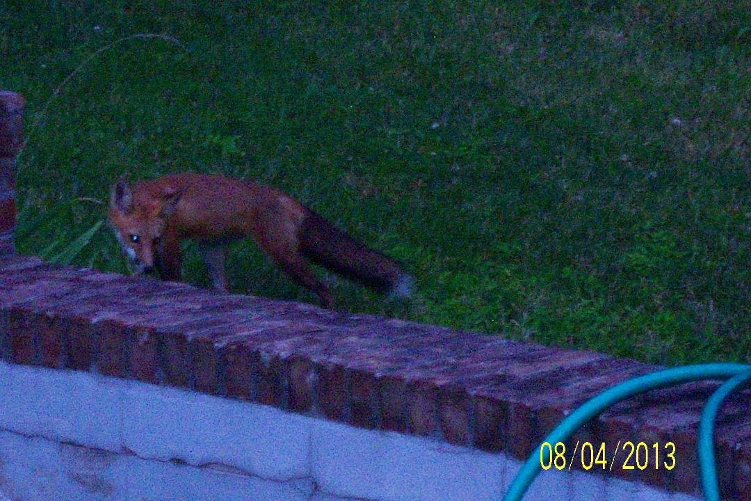 We have a new visitor in the yard along with deer, skunks and whatever!!!!
So much fun to watch.