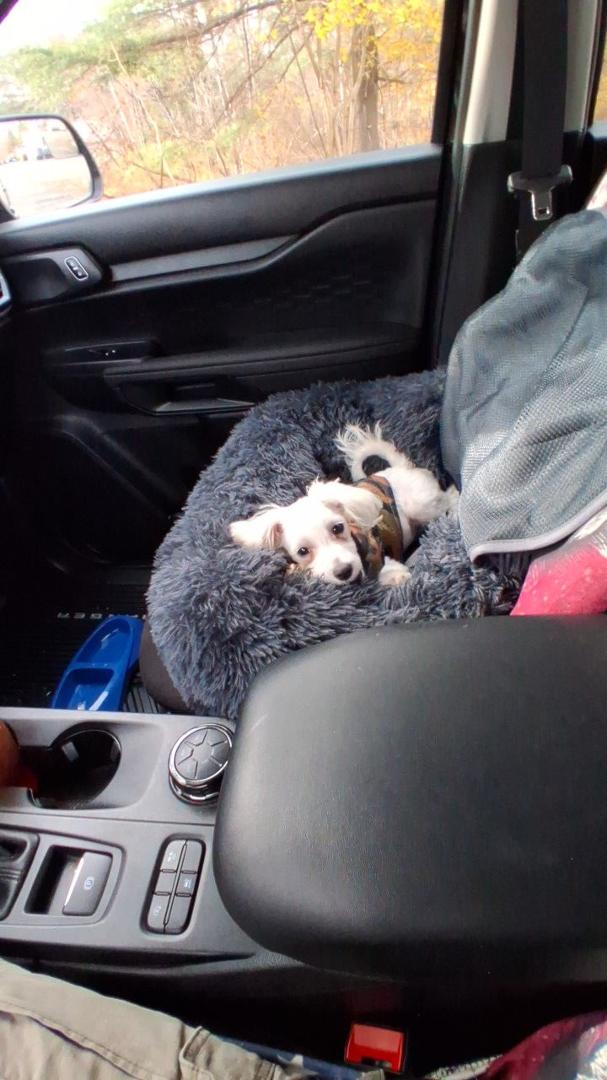 Everyone keep my little Charlie in prayer. He went to the vets today and received his Lime Disease and Flu shot. His shoulders are a little sore from the shots.