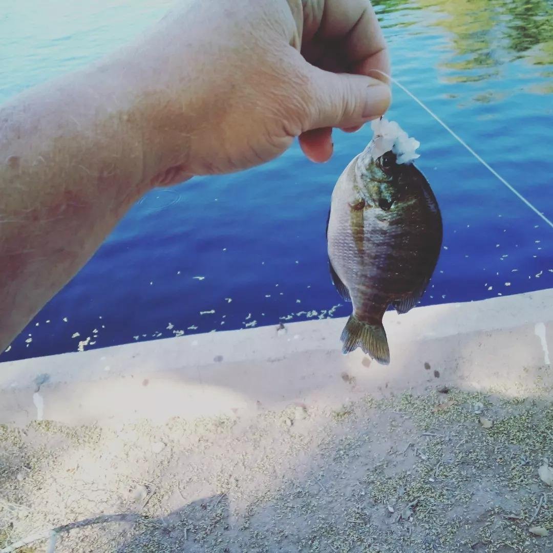 More bait stealers