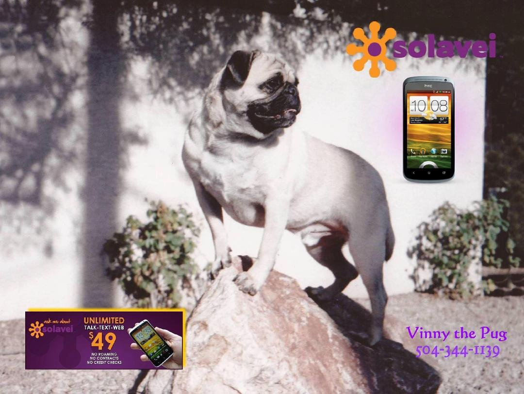 Vinny the Pug’s Solavei Fundraisers
Fundraiser Club Forming
Fundraising has become a lot more fun thanks to a new Social Commerce pioneer. Solavei is the world's 1st Social Commerce