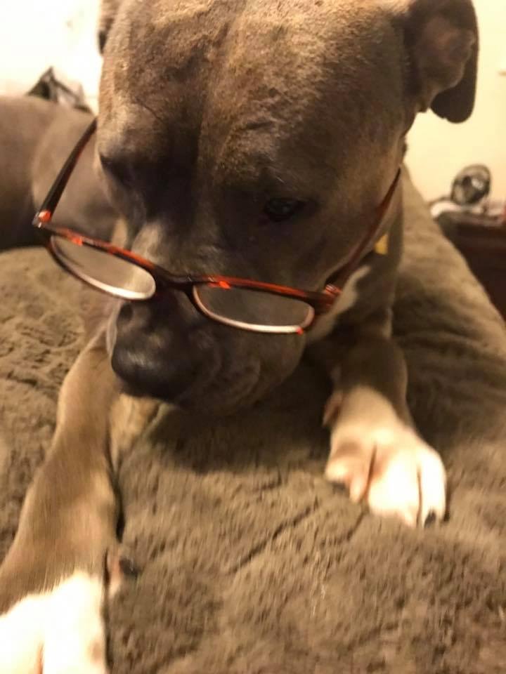 Bella is loving me working from home she sits behind me all day. Such a hard day at work Caitlyn Amaris Thompson