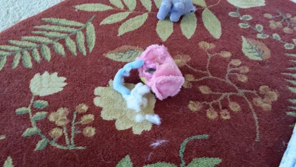 The corgis decided to make the stuffing for thanksgiving this year! ;?)