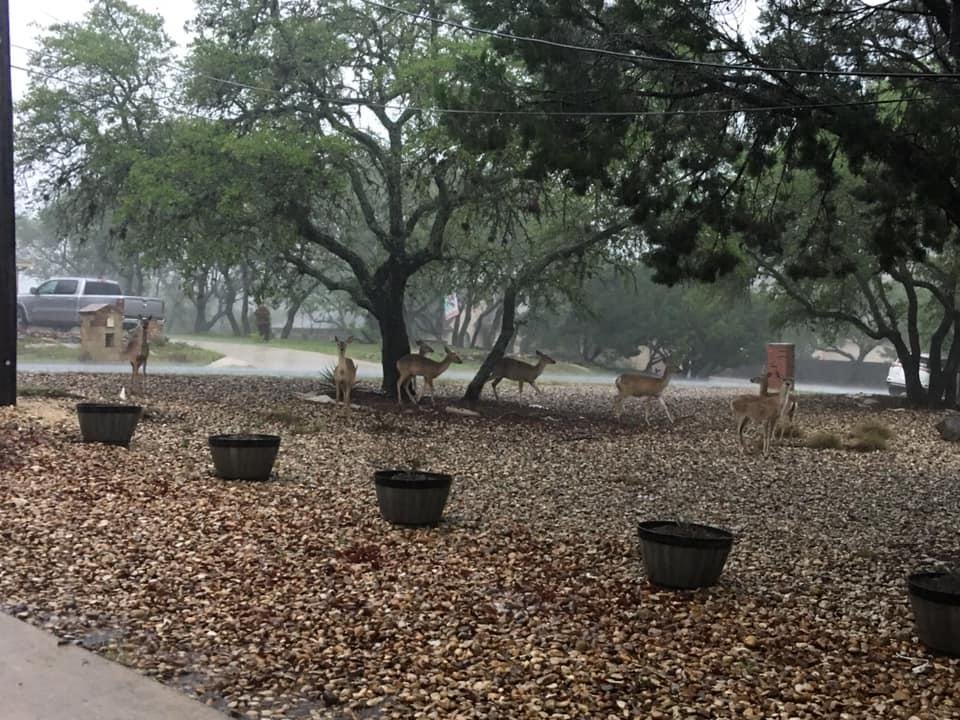 Timberwood Park Rain Deer?