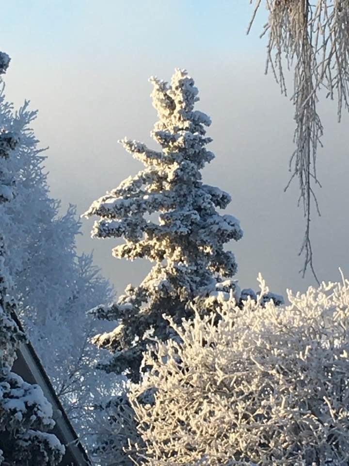 Do you see a frozen rabbit or just hoar frost?